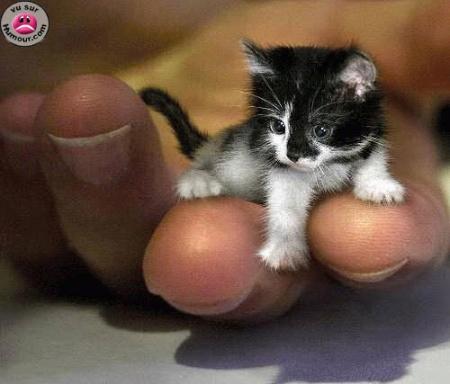 un mini chat ca existe