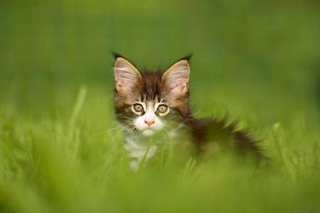 b&eacute;b&eacute; chaton