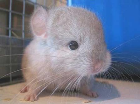 bebe chinchilla