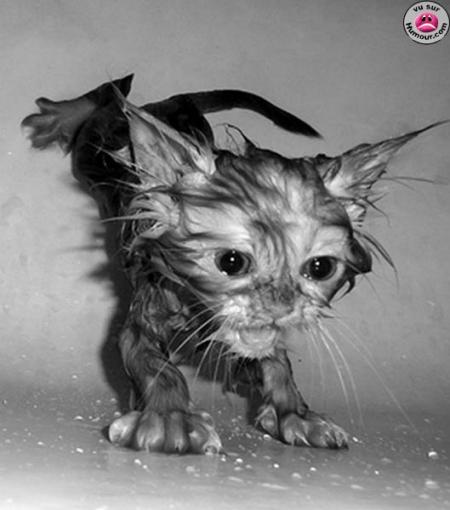 chat mouiller
