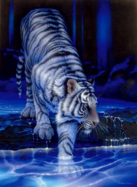 tigre blanc