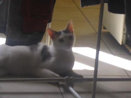 felix