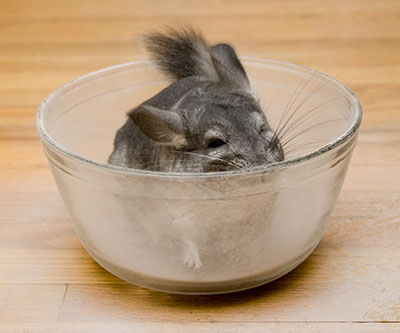 chinchilla