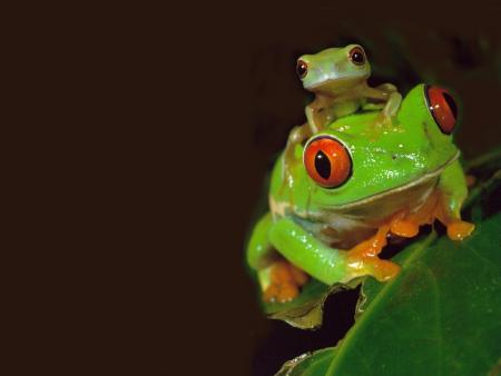 grenouille et son bebe
