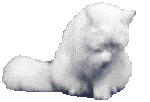 le chat blanc