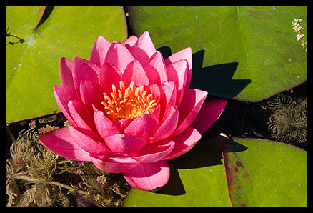 fleur de nenuphar