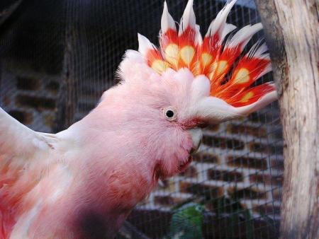 cacatoes