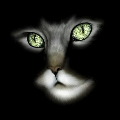 le chat