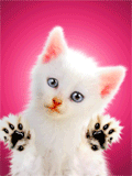 le petit chaton blanc