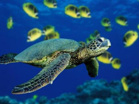 tortue