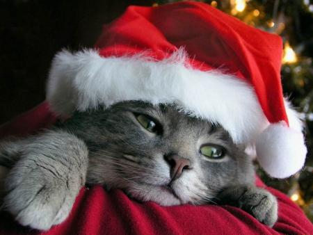 bientot no&euml;l