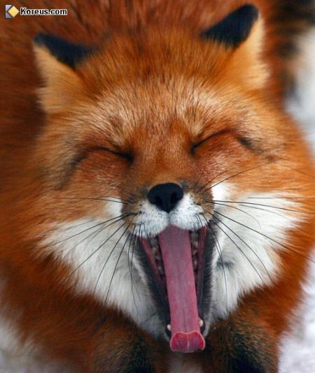 renard