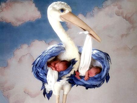 la cigognes  et les bebe